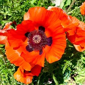 Meet your Posher, Abbie